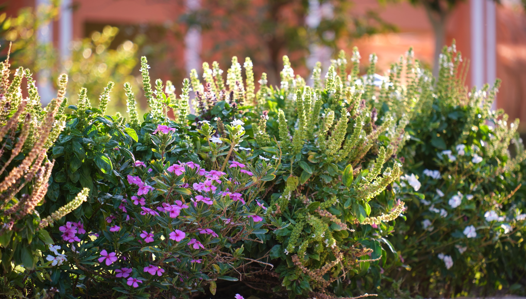Green shrubs with bright blooming flowers growing in tropical park