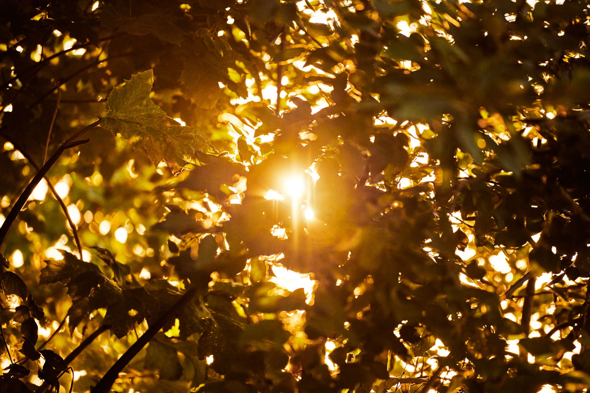 Warm yellow sunlight through tree foliage, beautiful sunshine streaming through tree leaves